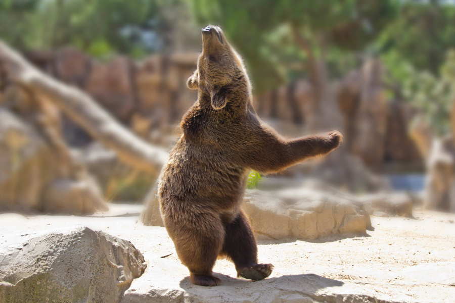 Dancing Bears (900 × 600 px)