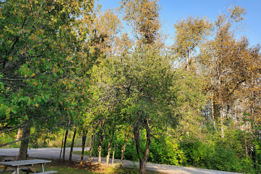Apple Tree (900 x 600 px)