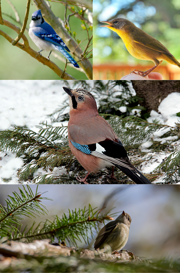 Song Birds (1)