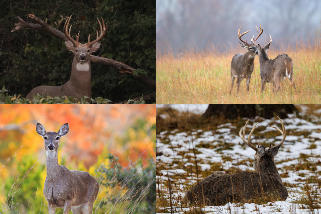 deer