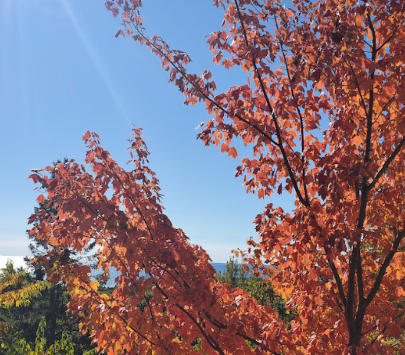 fall tree 25 (1)