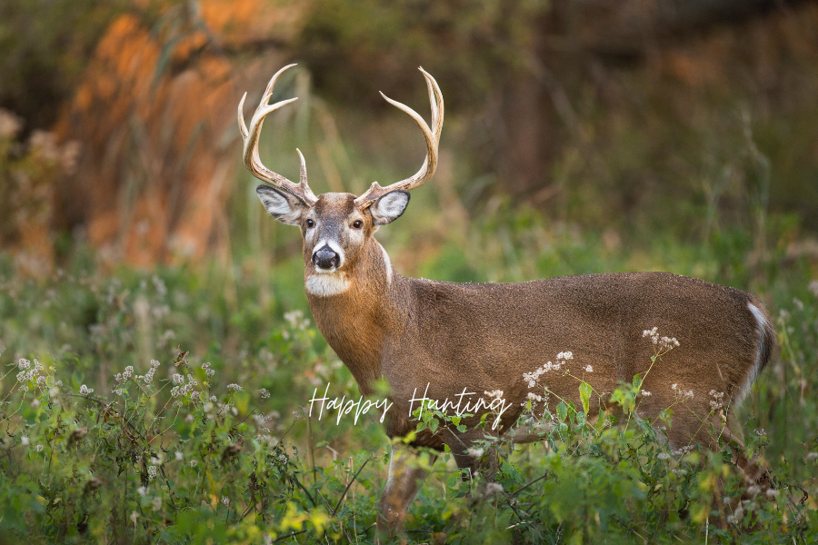 whitetale Deer (1)