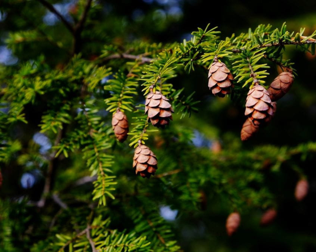 1250 x 1000 Hemlock Tree
