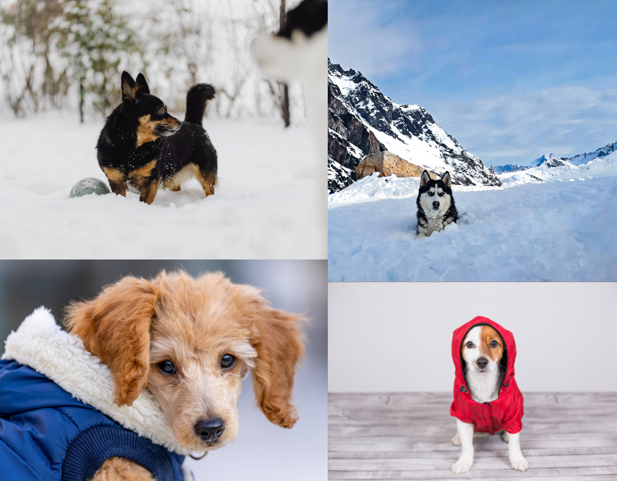 Pets in coats (1250 x 975 px)