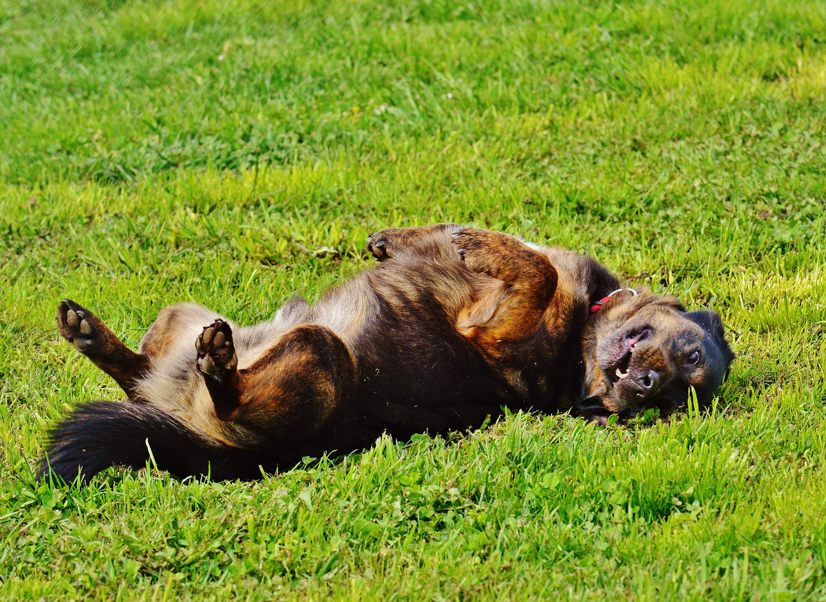 _4_26 Dogs allergy (1200 x 875 px)