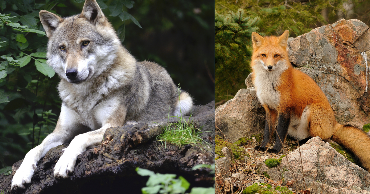 wolf and fox